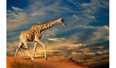 Papermoon Fototapete »Giraffe«, Vliestapete, hochwertiger Digitaldruck, inklusive... kaufen