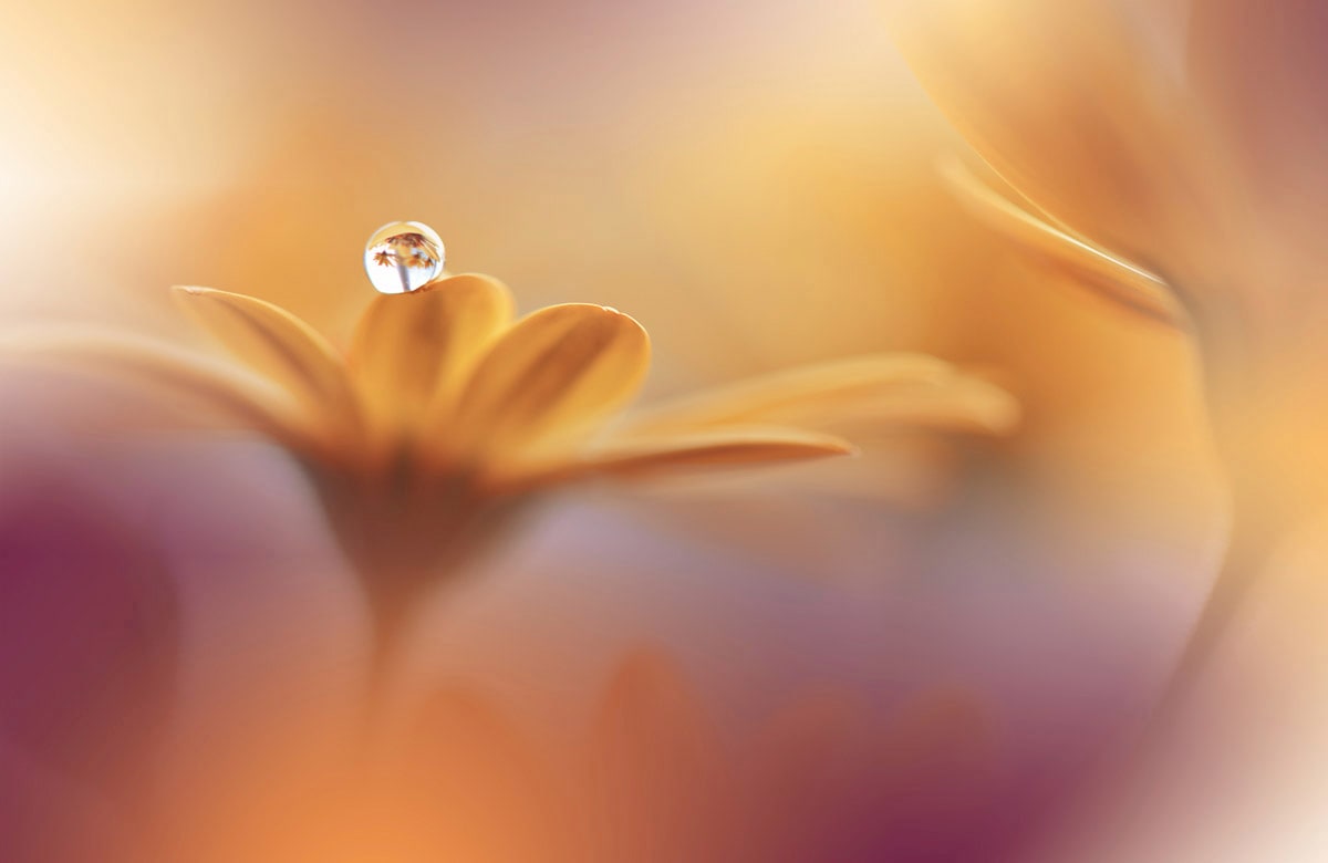 Fototapete »Zen Wassertropfen mit Blume Makro«