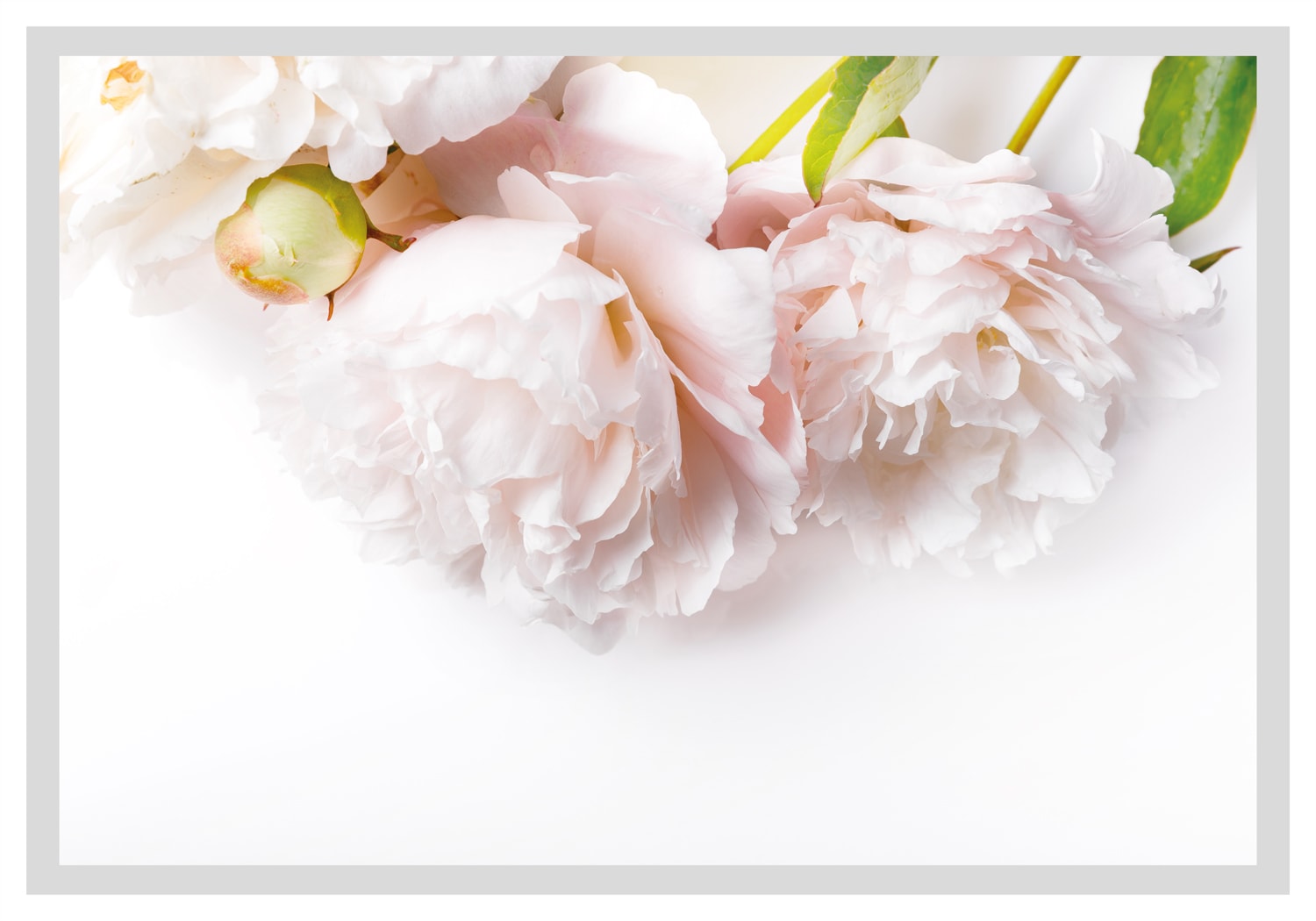 queence Bild »Maike« Blumen | Blumenbilder | Blätter | Foto | Kunst gerahmt, Rosen