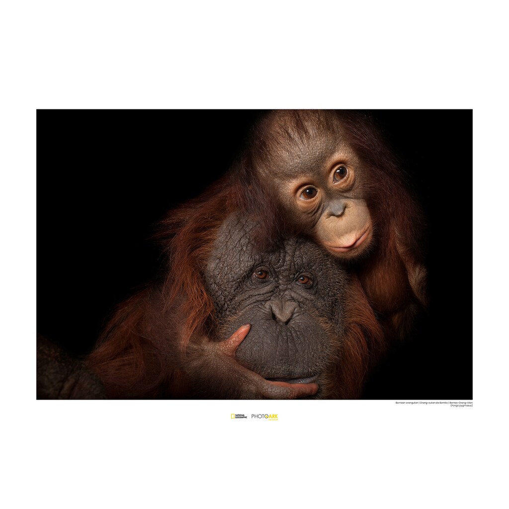 Komar Poster »Bornean Orangutan«, Tiere