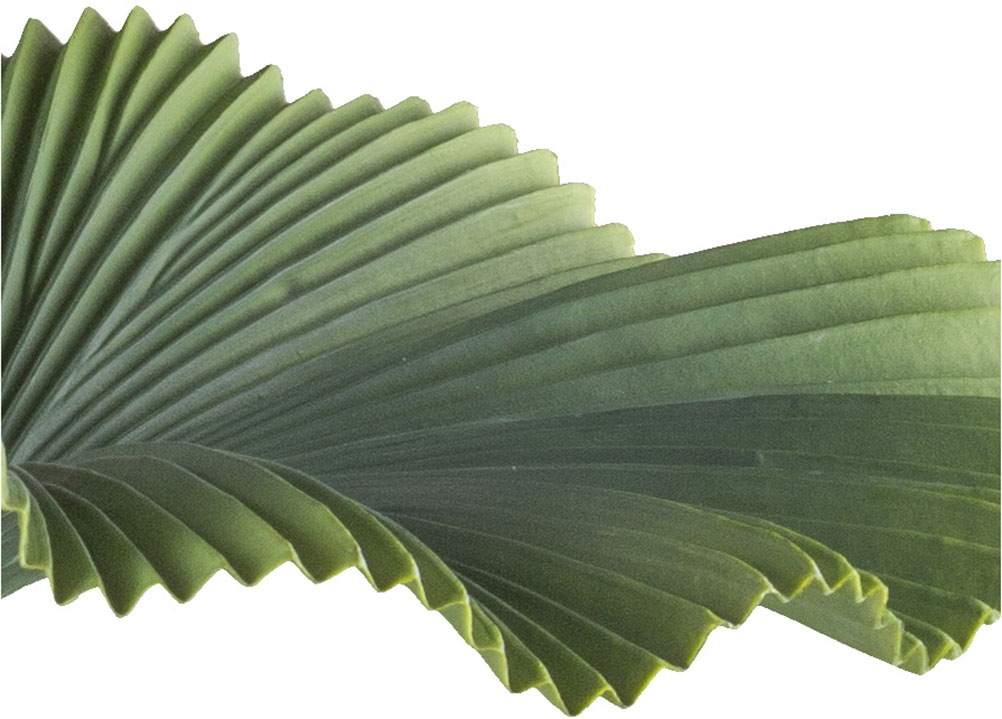 Creativ green Kunstpalme »Strahlenpalme«, in trendiger Farbgebung