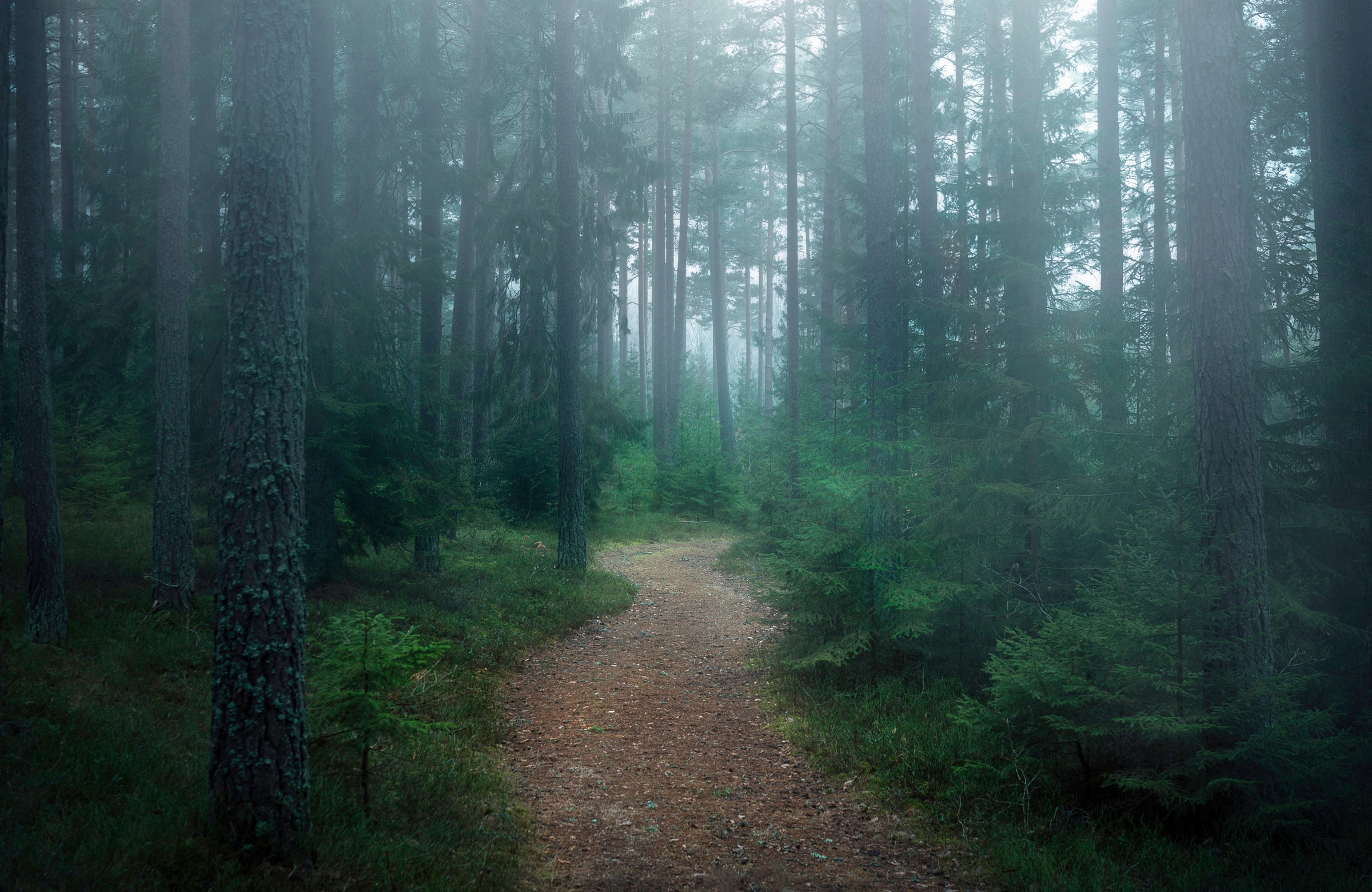 Papermoon Fototapete »Photo-Art CHRISTIAN LINDSTEN, DER VERWUNSCHENE WALD«