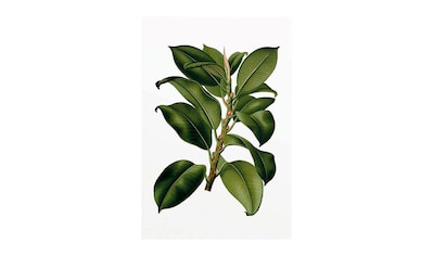 Komar Poster »Elastica Tree«, Pflanzen-Blätter, Höhe: 40cm kaufen