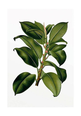 Komar Poster »Elastica Tree«, Pflanzen-Blätter, Höhe: 40cm kaufen