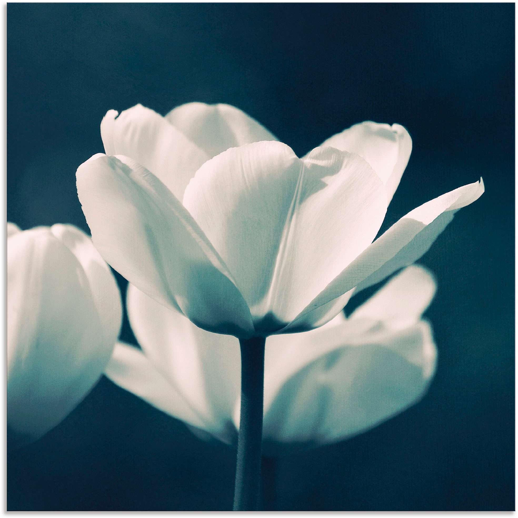 Artland Wandbild »Blue Velvet«, Blumen, (1 St.), in vielen Größen & Produktarten - Alubild / Outdoorbild für den Außenbereich, Leinwandbild, Poster, Wandaufkleber / Wandtattoo auch für Badezimmer geeignet