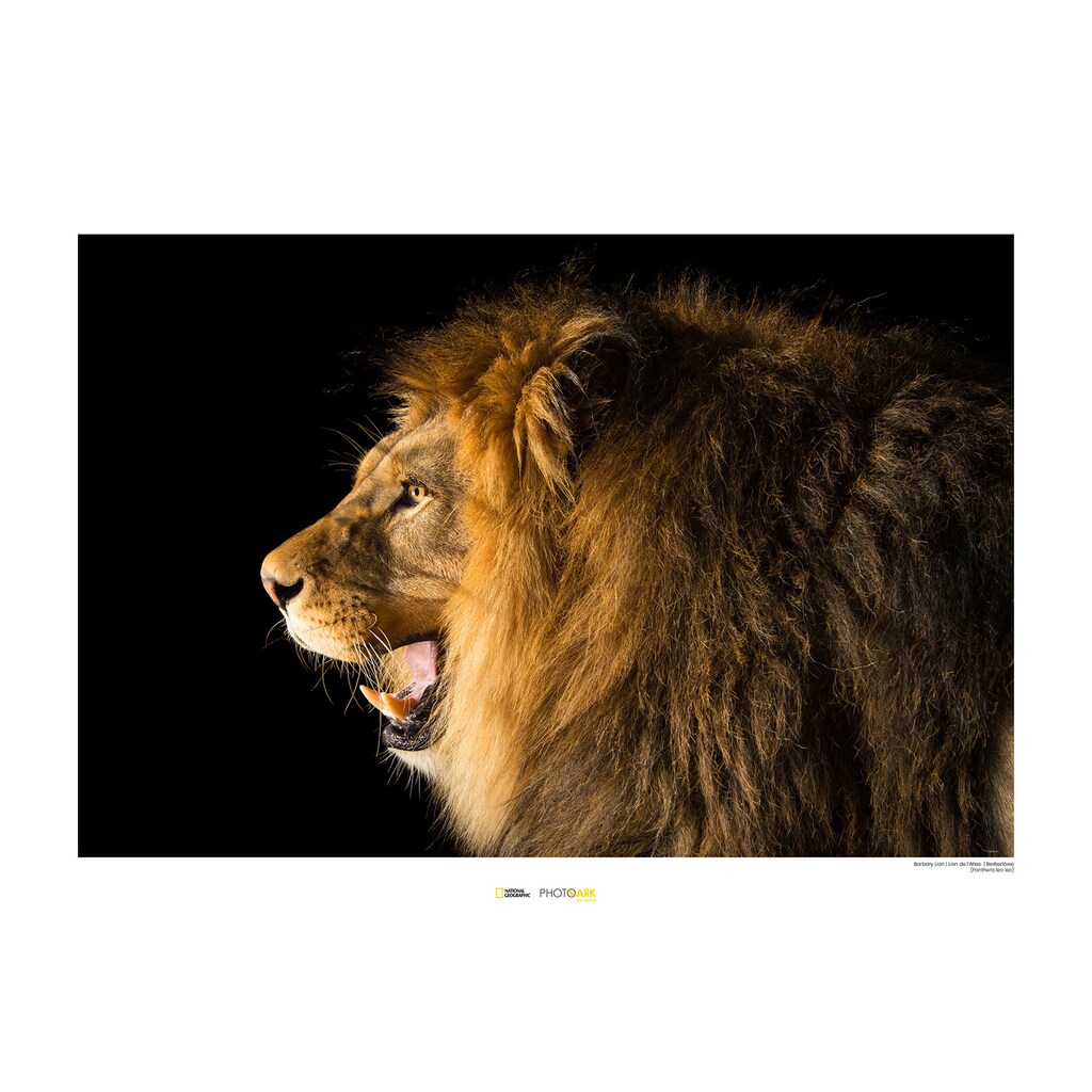 Komar Poster »Barbary Lion«, Tiere