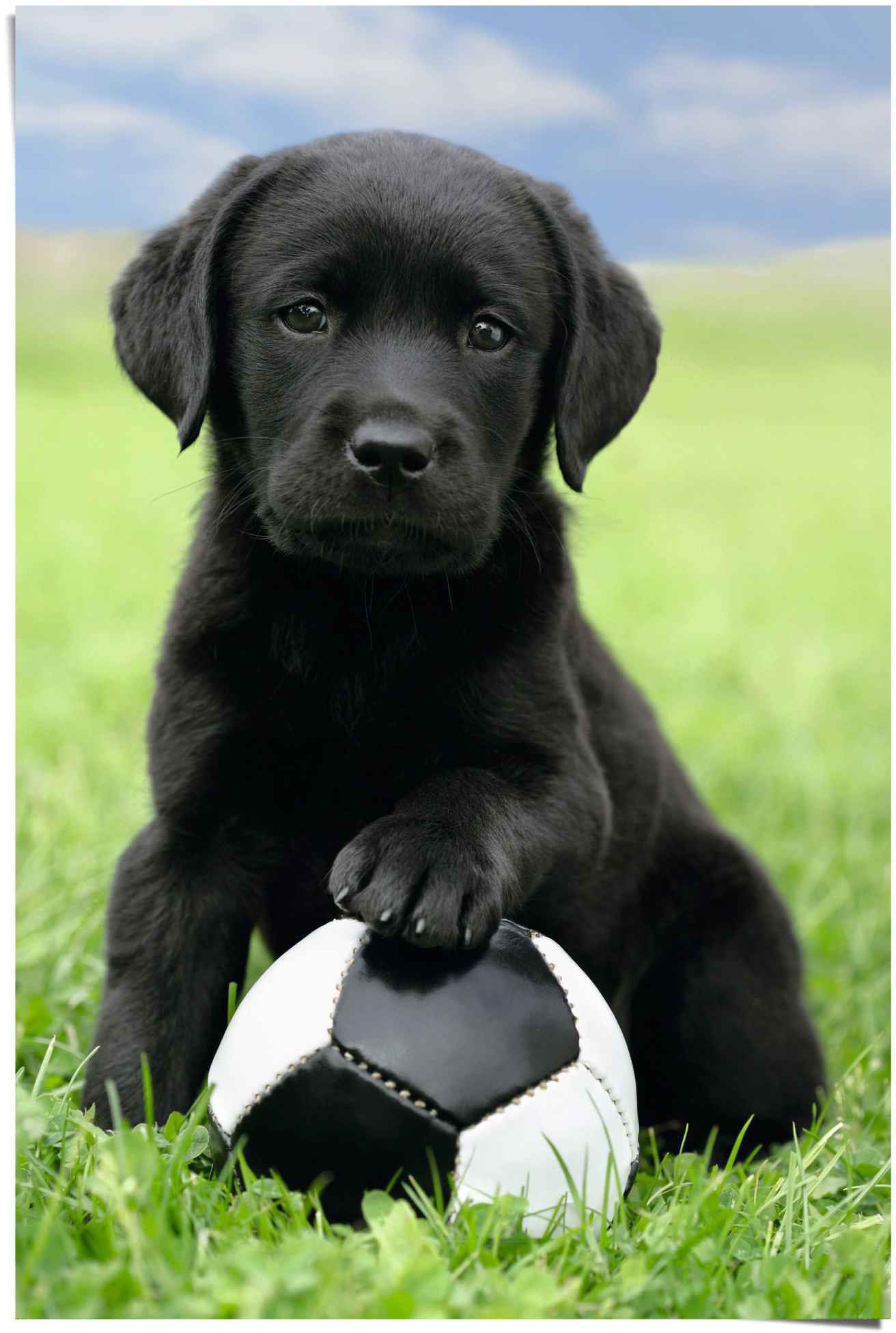 Reinders! Poster »Labrador Welpe Fußball«, (1 St.) kaufen bei OTTO
