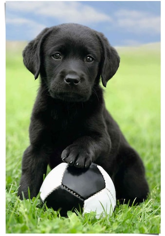 Reinders! Poster »Labrador Welpe Fußball«, (1 St.) kaufen