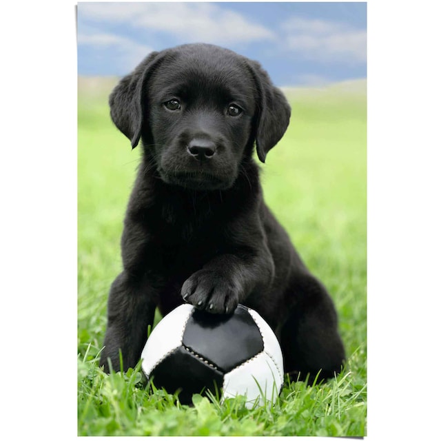 Reinders! Poster »Labrador Welpe Fußball«, (1 St.) kaufen bei OTTO