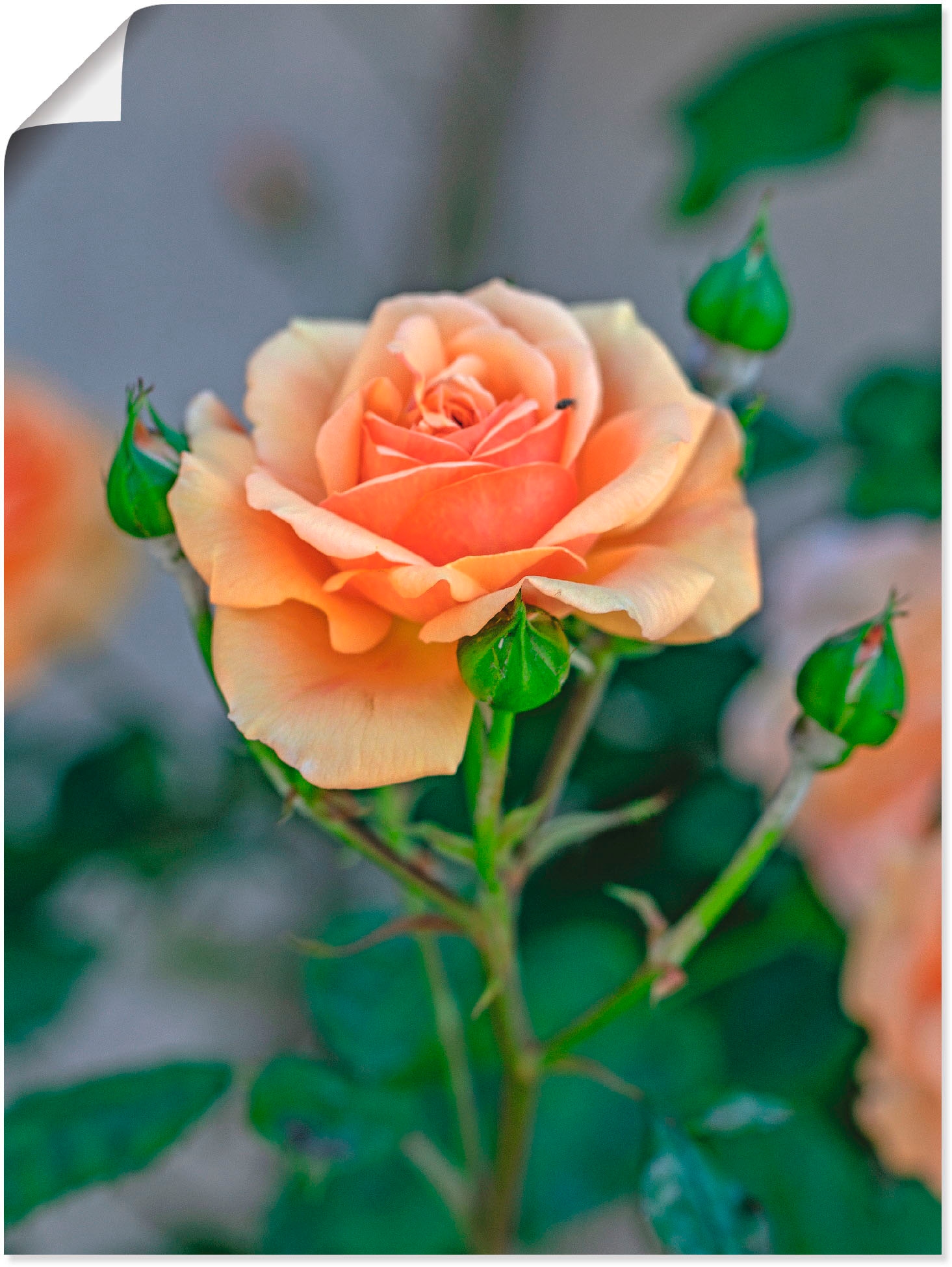Artland Wandbild »Orange Rose«, Blumen, (1 St.), in vielen Größen & Produktarten - Alubild / Outdoorbild für den Außenbereich, Leinwandbild, Poster, Wandaufkleber / Wandtattoo auch für Badezimmer geeignet