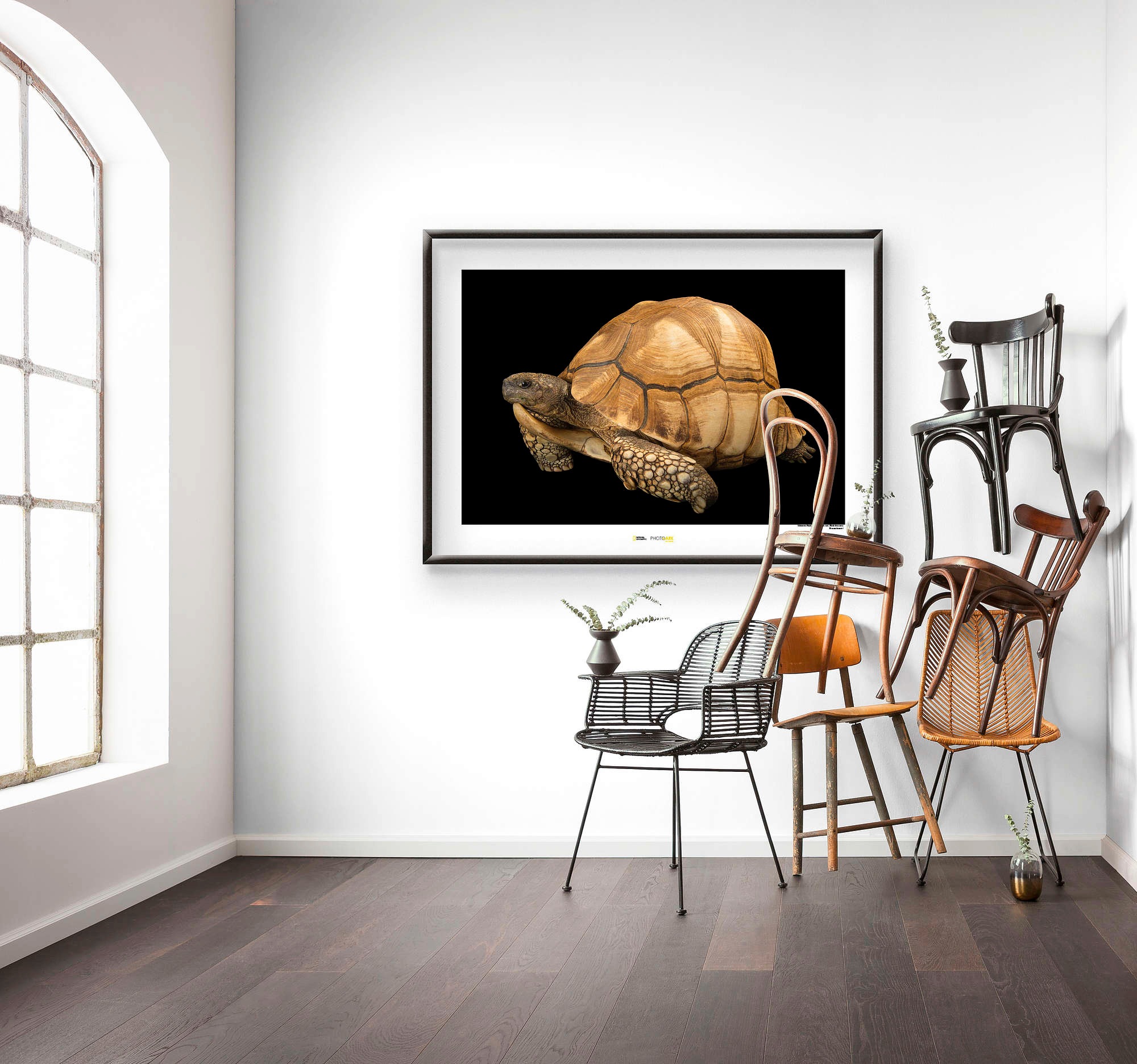 Komar Poster »Ploughshare Tortoise«, Tiere, Höhe: 30cm
