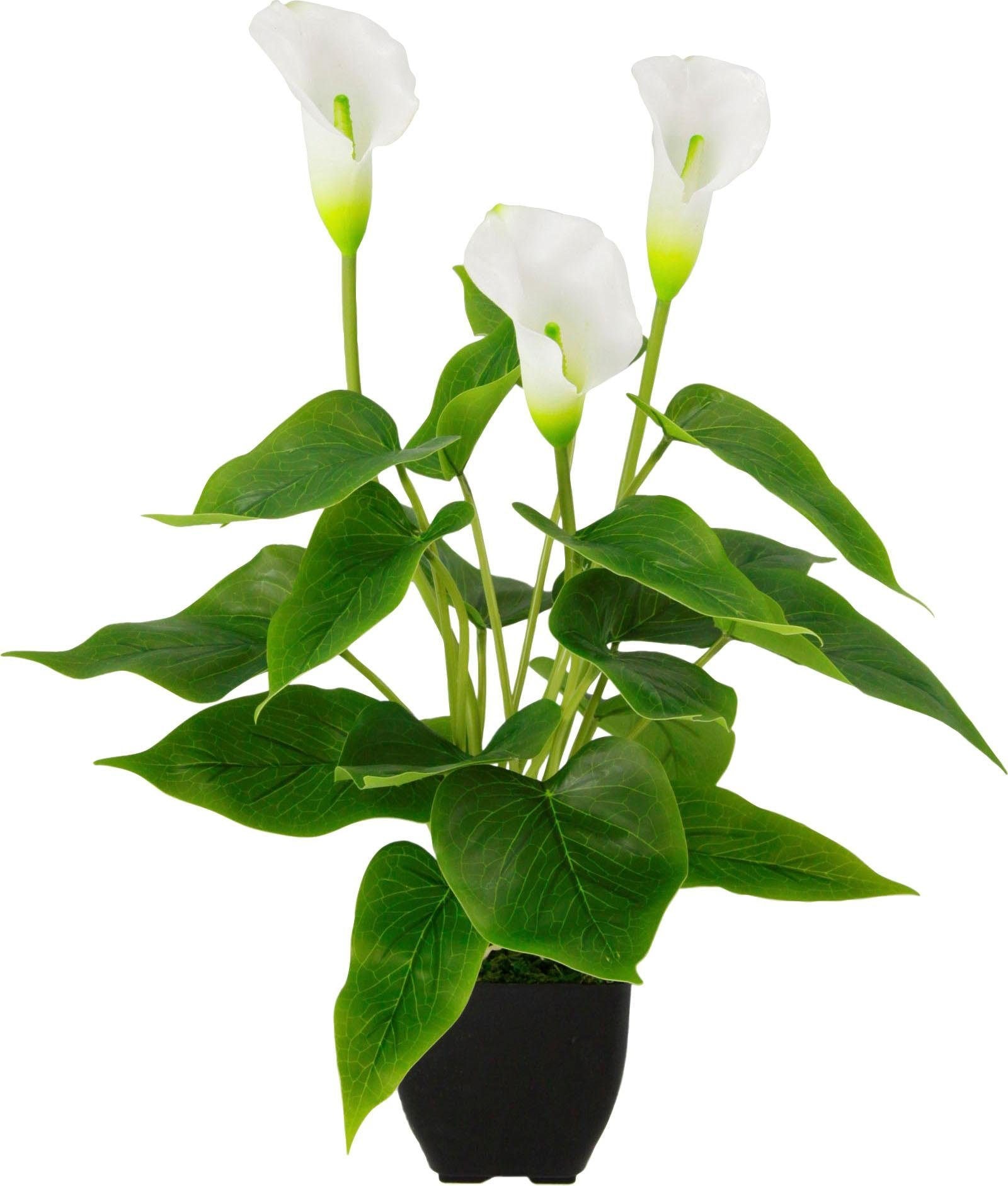 I.GE.A. Kunstpflanze »Callapflanze«, (Set, 2 St.) kaufen online bei OTTO