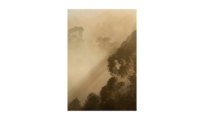 Komar Poster »Golden Light«, Natur, Höhe: 50cm kaufen