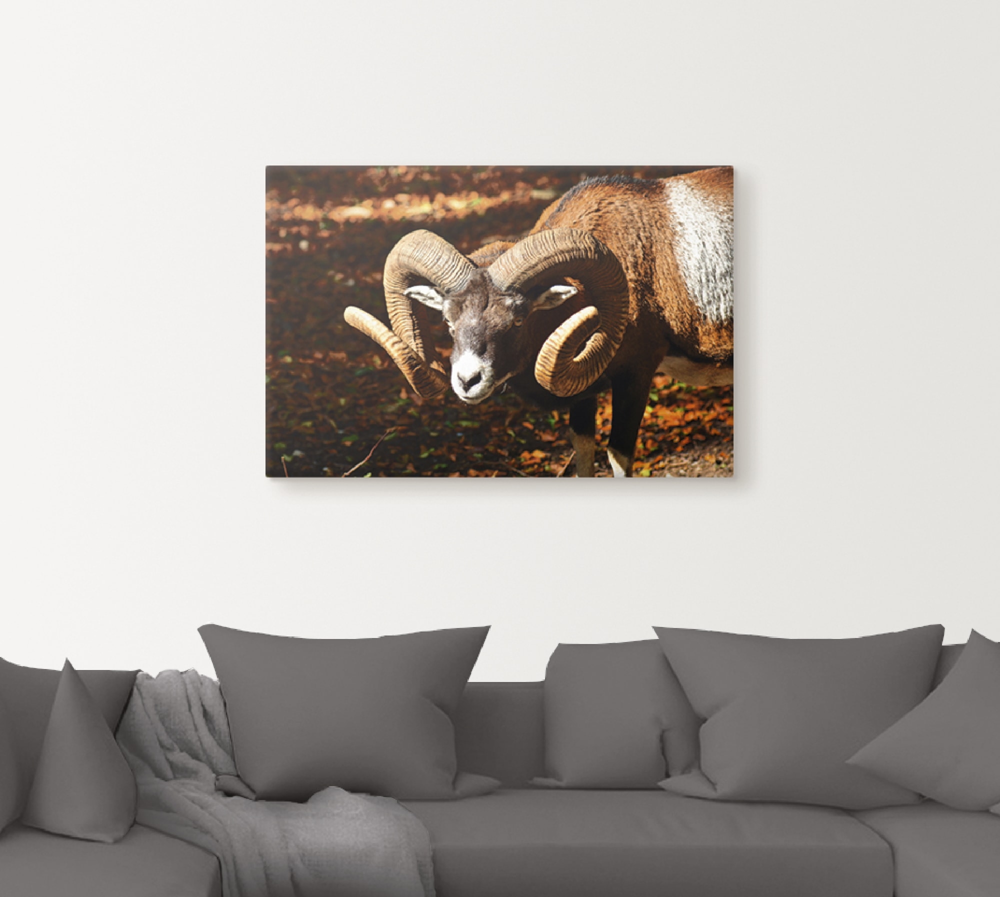 Poster versch. als oder Wandbild Shop Online Alubild, OTTO St.), »Mufflon«, (1 Wildtiere, im Wandaufkleber Artland Leinwandbild, Größen in