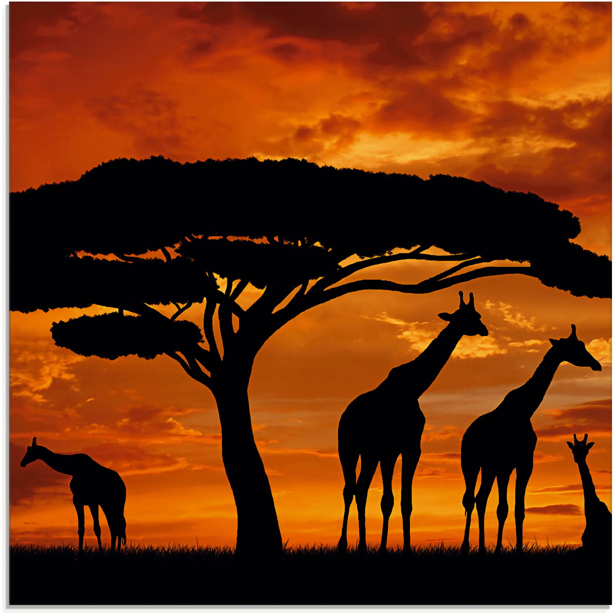 Artland Glasbild »Herde von Giraffen im Sonnenuntergang«, Wildtiere, (1 St.)