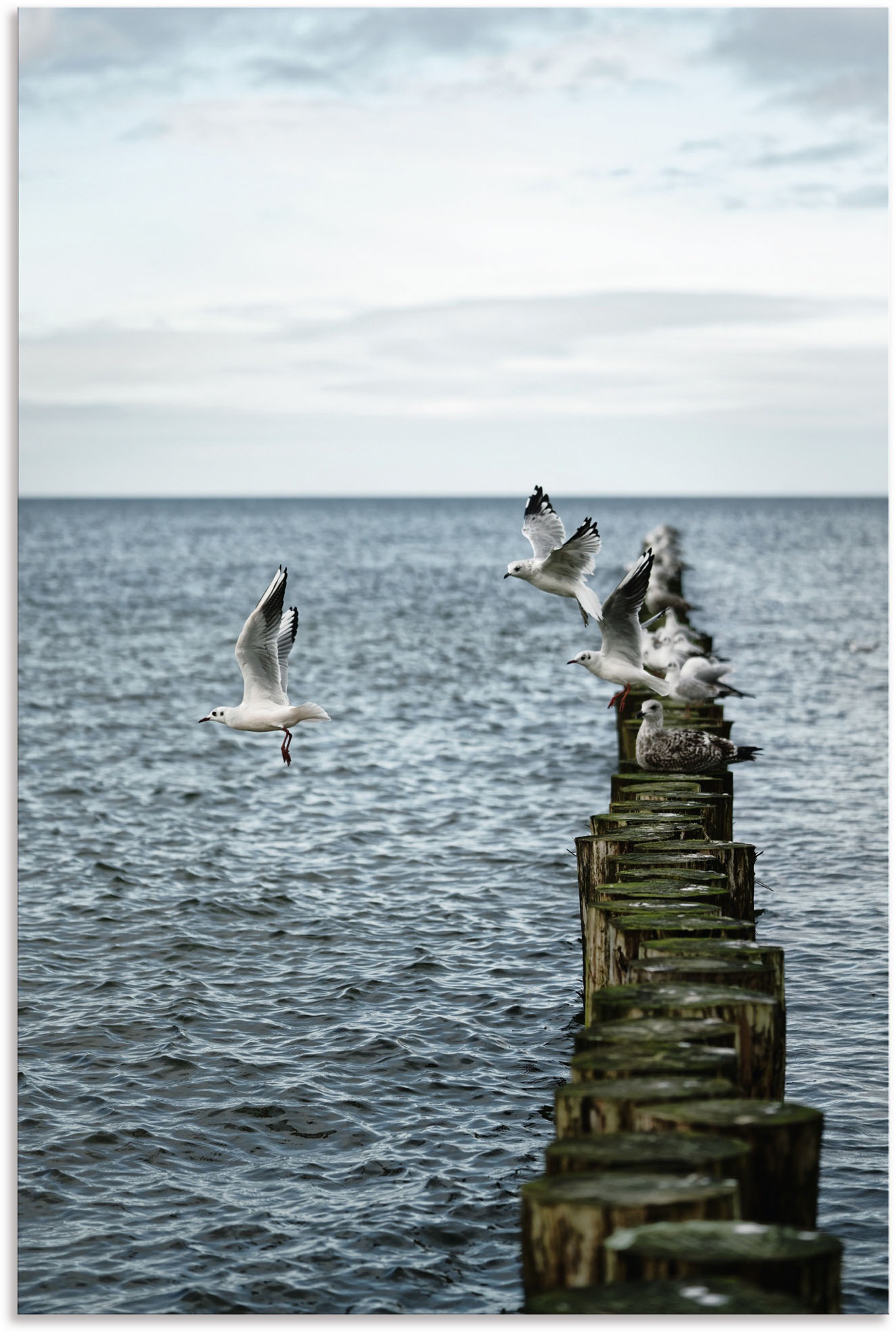Artland Wandbild »Möwen starten von einer Buhnenreihe«, Vogelbilder, (1 St.), in vielen Größen & Produktarten - Alubild / Outdoorbild für den Außenbereich, Leinwandbild, Poster, Wandaufkleber / Wandtattoo auch für Badezimmer geeignet