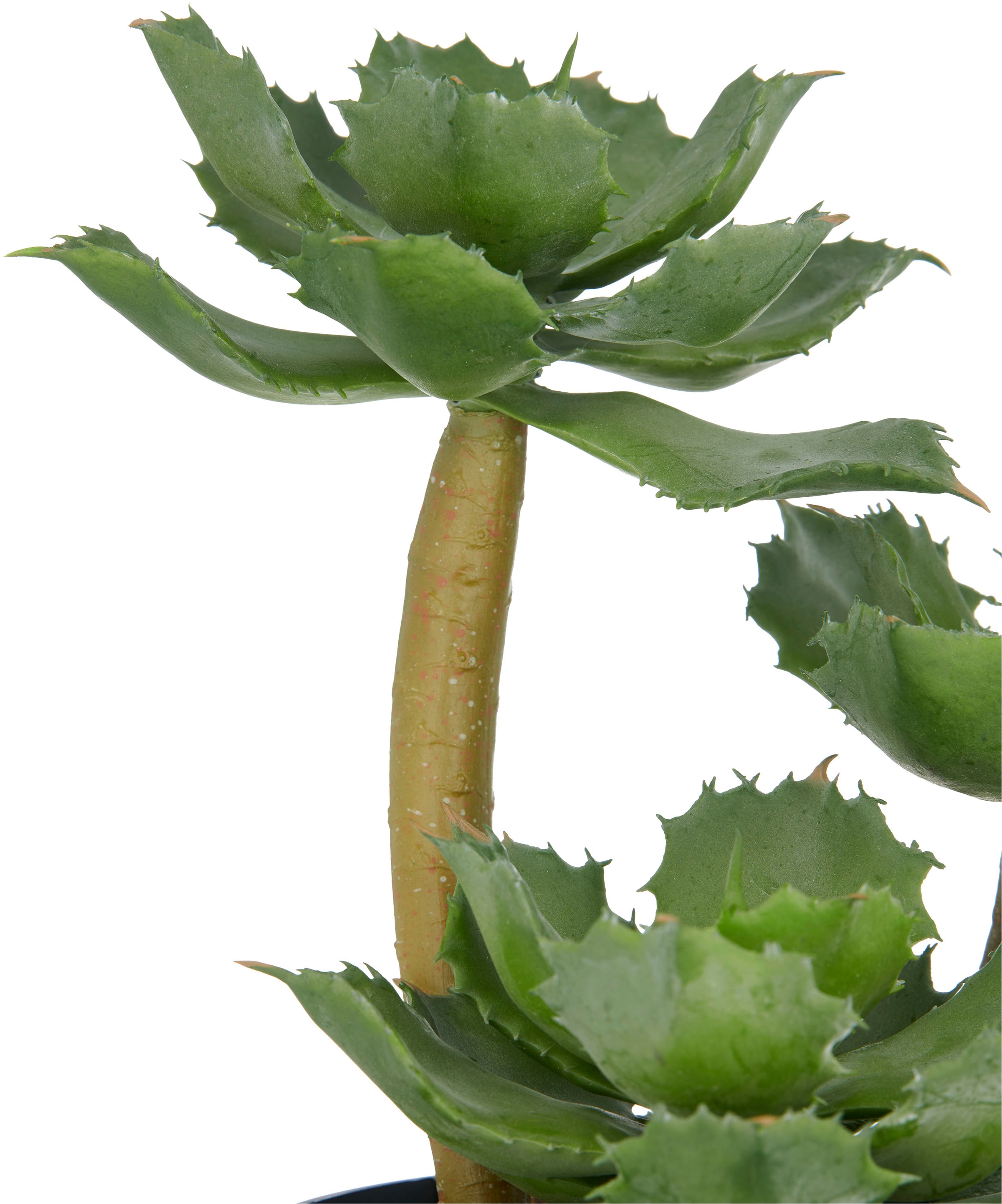 Creativ green Kunstpflanze »Echeveria« mit dekorativem Kies