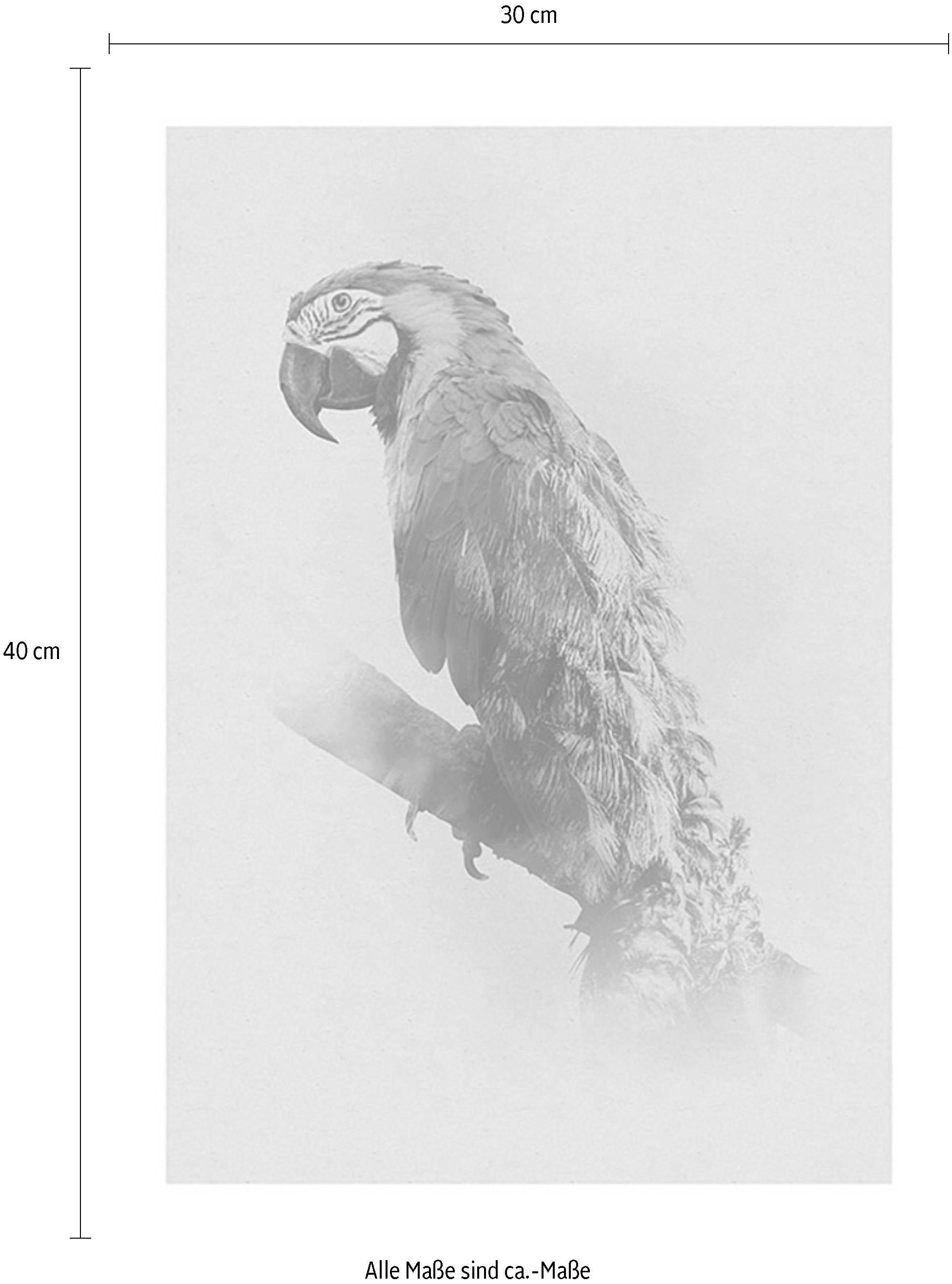 Shop Schlafzimmer, (Packung, St.), Wohnzimmer Kinderzimmer, im »Animals 1 bestellen Komar Parrot«, Poster OTTO Paradise Tiere, Online