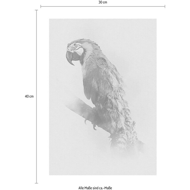 Komar Poster »Animals Paradise Parrot«, Tiere, (Packung, 1 St.),  Kinderzimmer, Schlafzimmer, Wohnzimmer bestellen im OTTO Online Shop