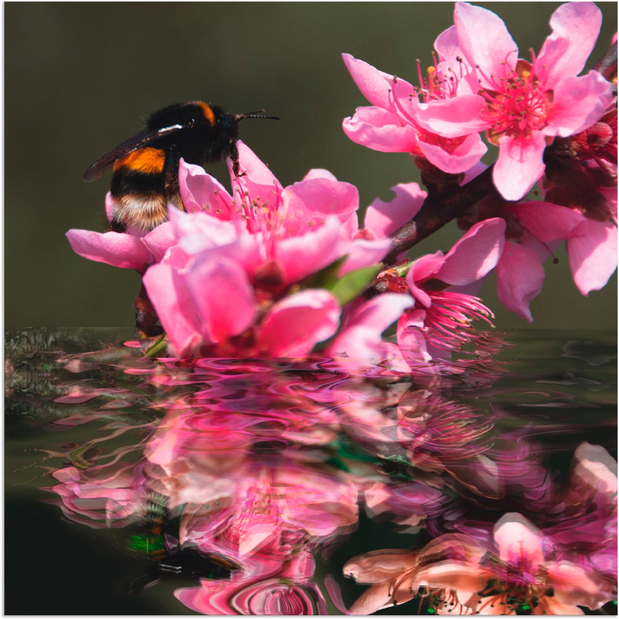 Artland Wandbild »Pfirsichblüte mit Hummel«, Blumen, (1 St.), in vielen Größen & Produktarten - Alubild / Outdoorbild für den Außenbereich, Leinwandbild, Poster, Wandaufkleber / Wandtattoo auch für Badezimmer geeignet