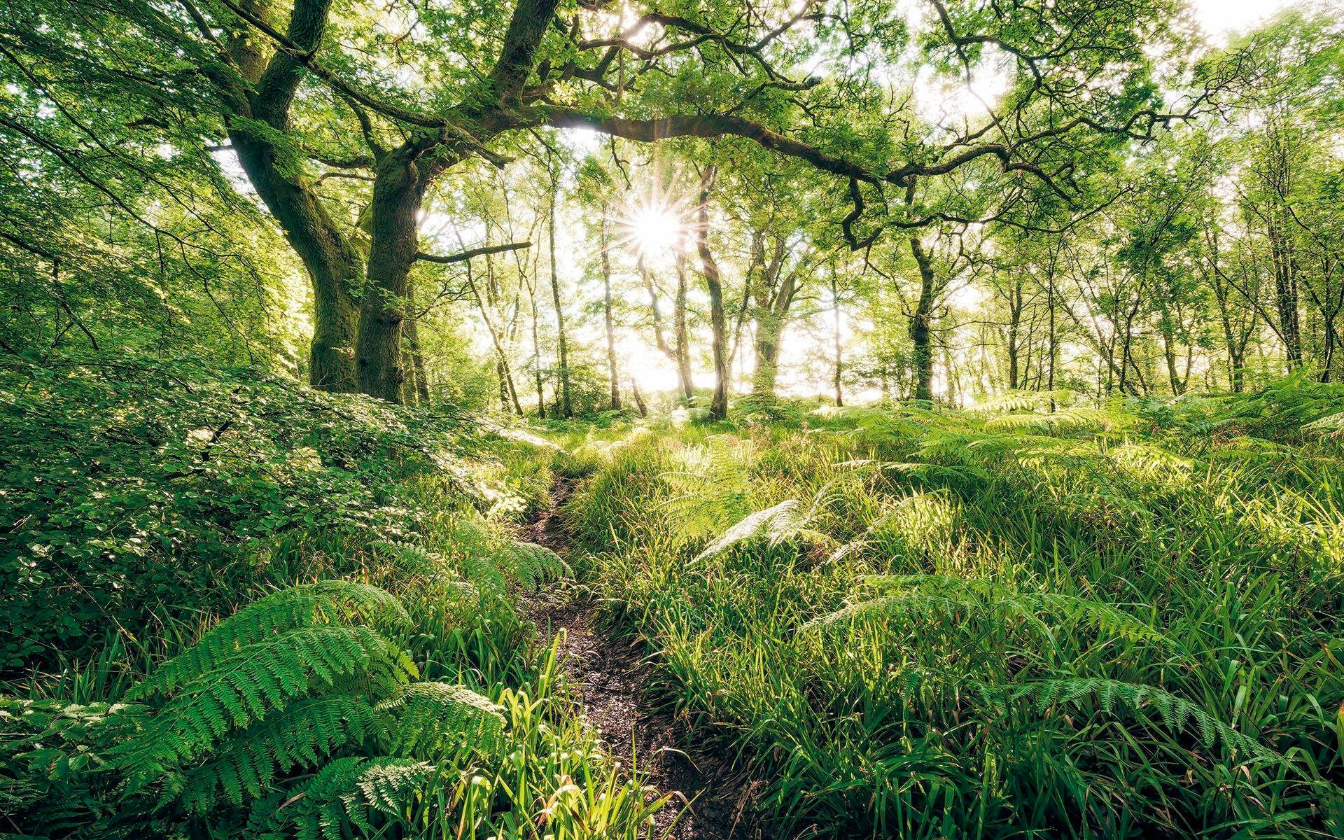 Komar Vliestapete »Hefele Mystic Path«, naturalistisch