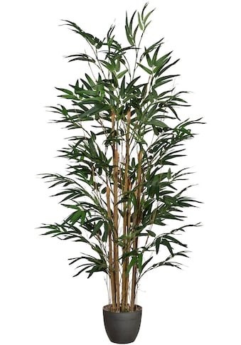 Creativ green Kunstpflanze »Bambus«, (1 St.) kaufen