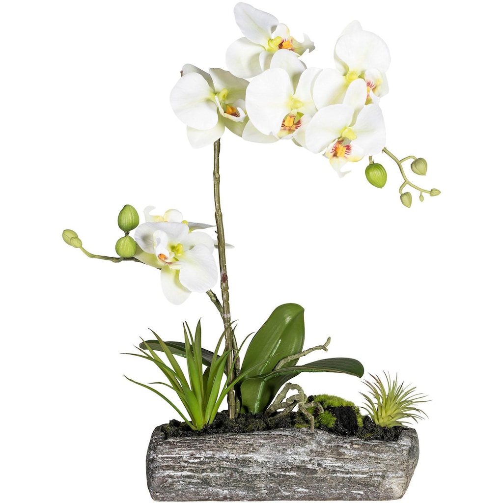 Creativ green Kunstpflanze »Phalaenopsis«