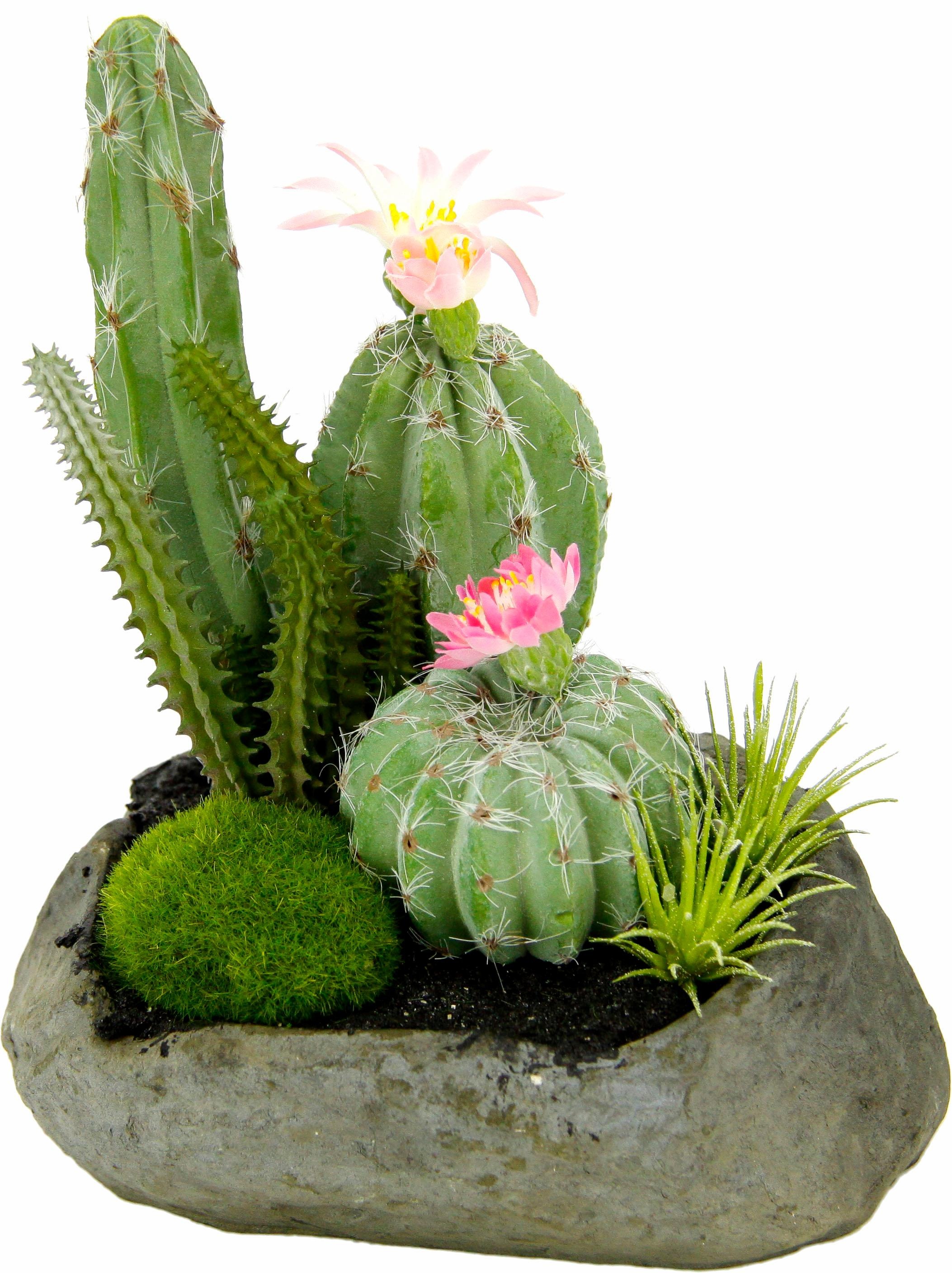 I.GE.A. Kunstpflanze »Kakteen auf Stein 21/15 cm«