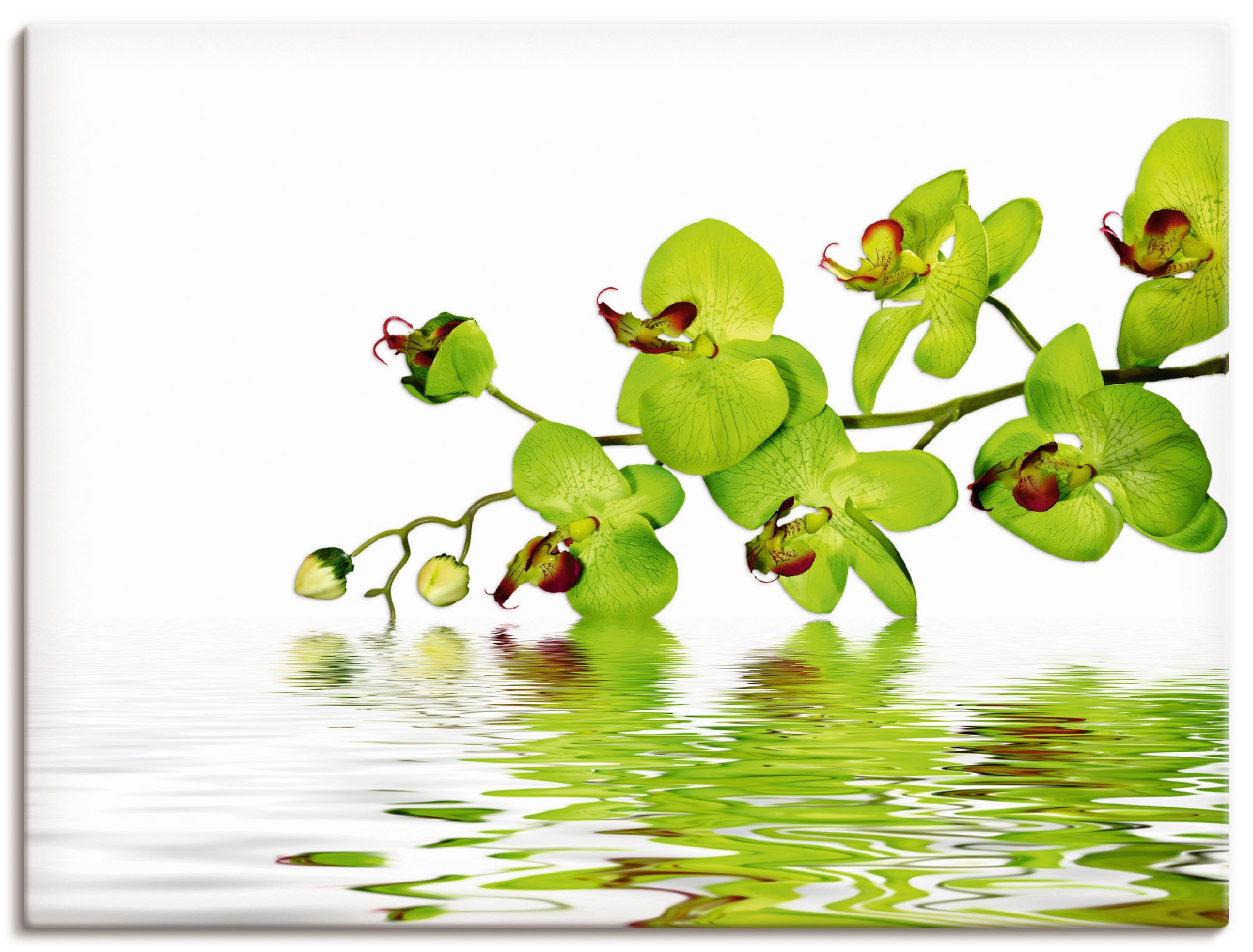 Artland Wandbild »Schöne Orchidee mit grünem Hintergrund«, Blumen, (1 St.), in vielen Größen & Produktarten - Alubild / Outdoorbild für den Außenbereich, Leinwandbild, Poster, Wandaufkleber / Wandtattoo auch für Badezimmer geeignet