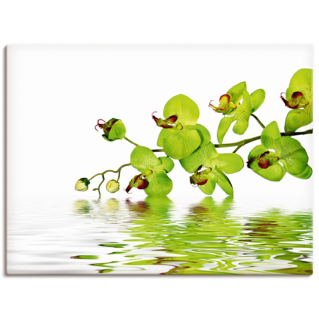 Artland Wandbild »Schöne Orchidee mit grünem Hintergrund«, Blumen, (1 St.)