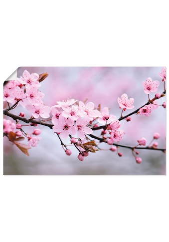 Artland Wandbild »Kirschblüten«, Blumen, (1 St.), in vielen Größen & Produktarten -... kaufen