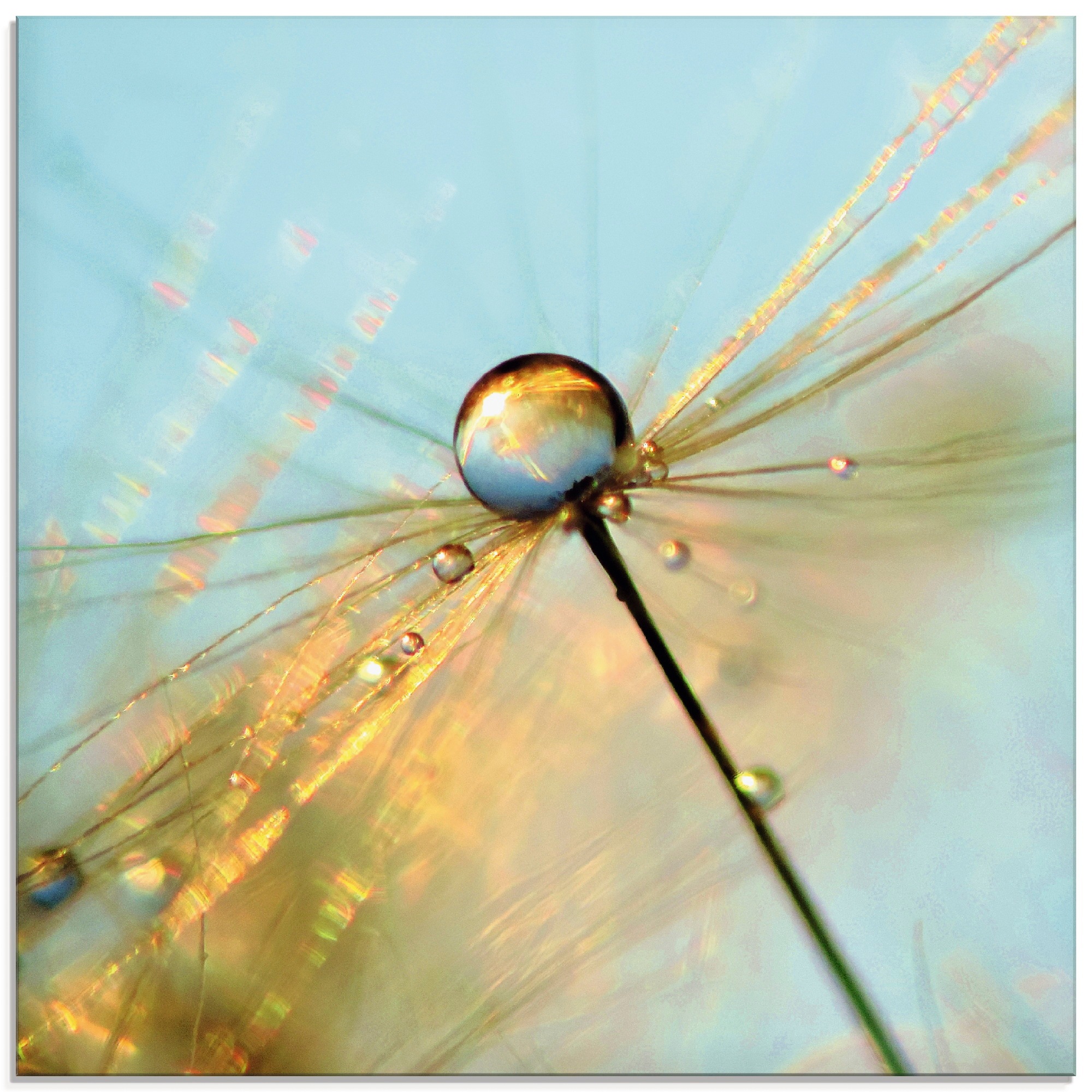 Artland Glasbild »Pusteblume Tautropfen«, Blumen, (1 St.)