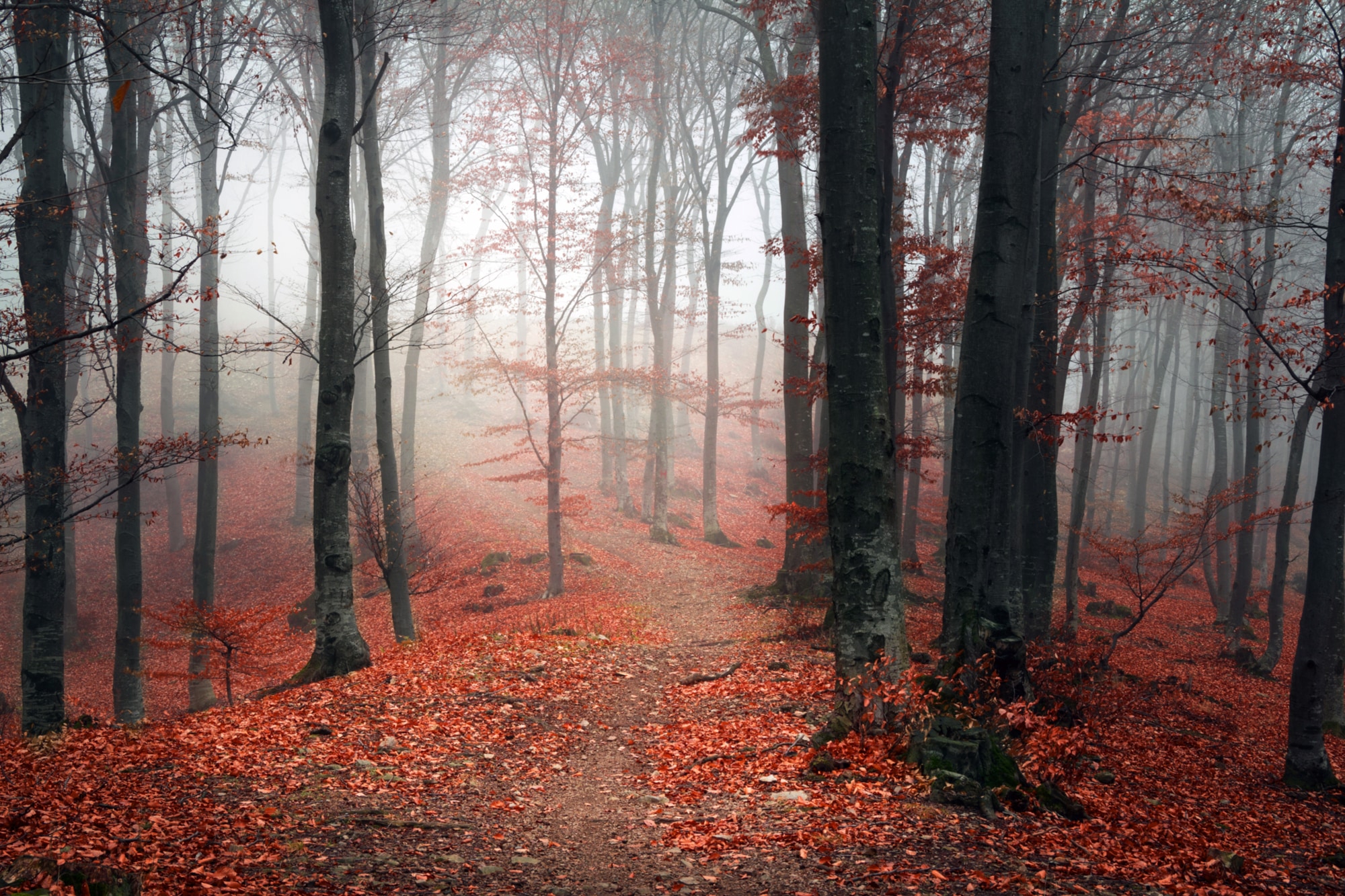 Leinwandbild »Herbstwald«, Bäume-Baumbilder, (1 St.), Akustikbild mit sehr guten...