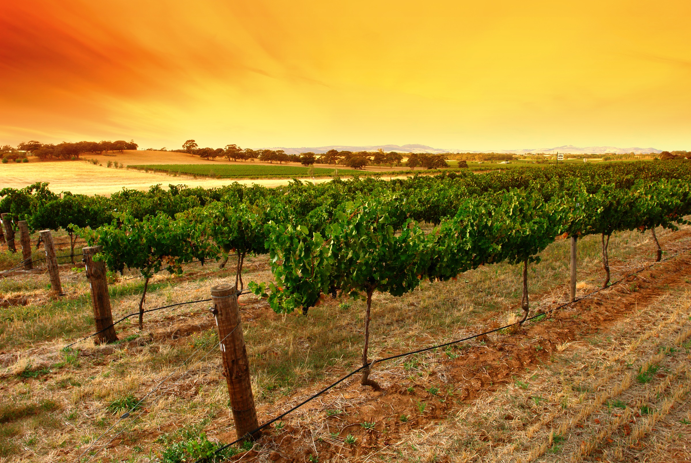 Papermoon Fototapete »Sunrise Vineyard«