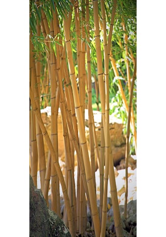 Papermoon Fototapete »Bamboo - Türtapete«, matt, Vlies, 2 Bahnen, 90 x 200 cm kaufen