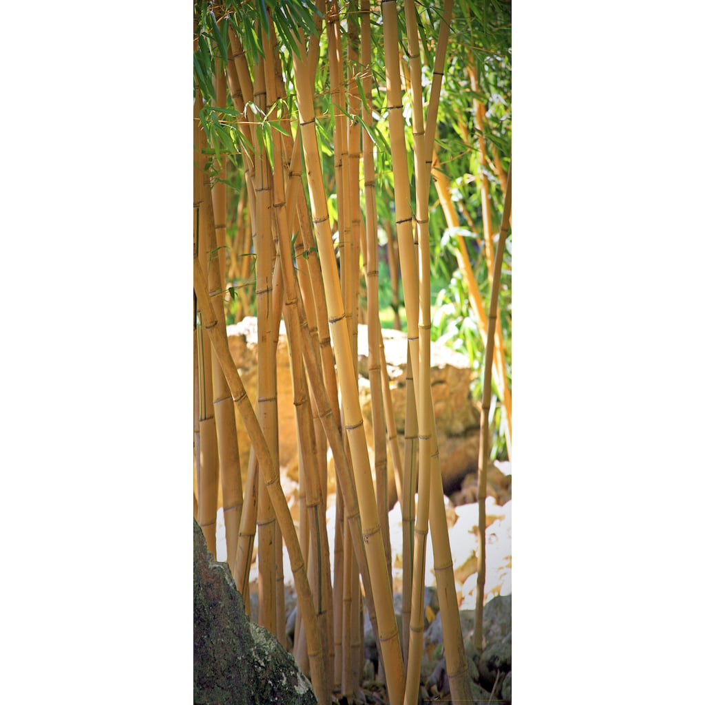 Papermoon Fototapete »Bamboo - Türtapete«, matt