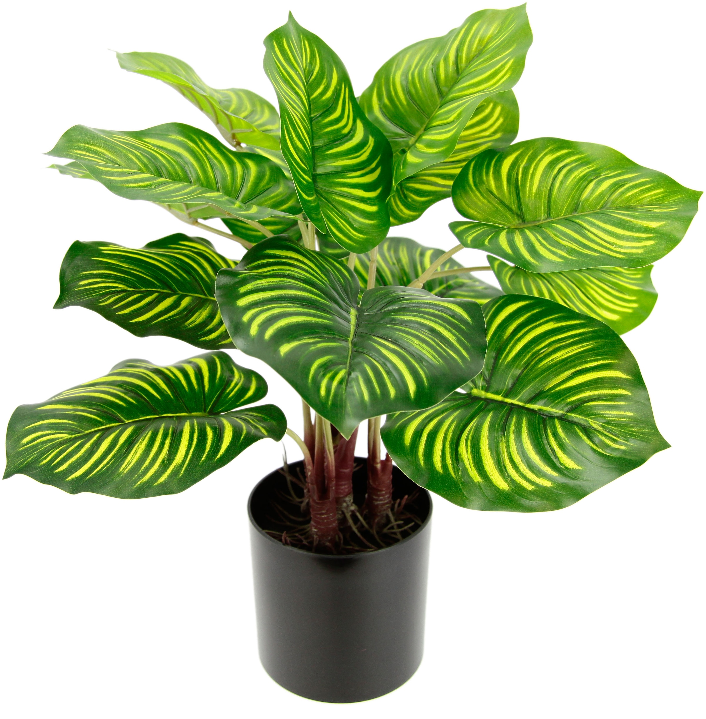 I.GE.A. Künstliche Zimmerpflanze »Maranthus« im Online OTTO Shop