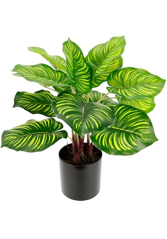 I.GE.A. Künstliche Zimmerpflanze »Maranthus« kaufen