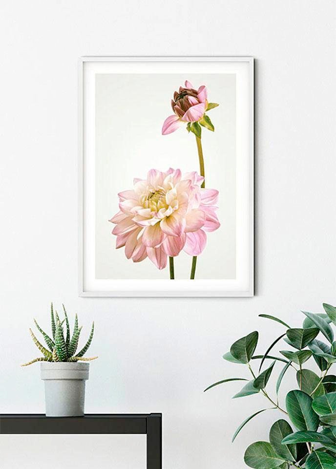 Komar Bild »Dahlia« Blumen 1 Stk. tlg. Wandbild zur Dekoration - ohne Rahmen