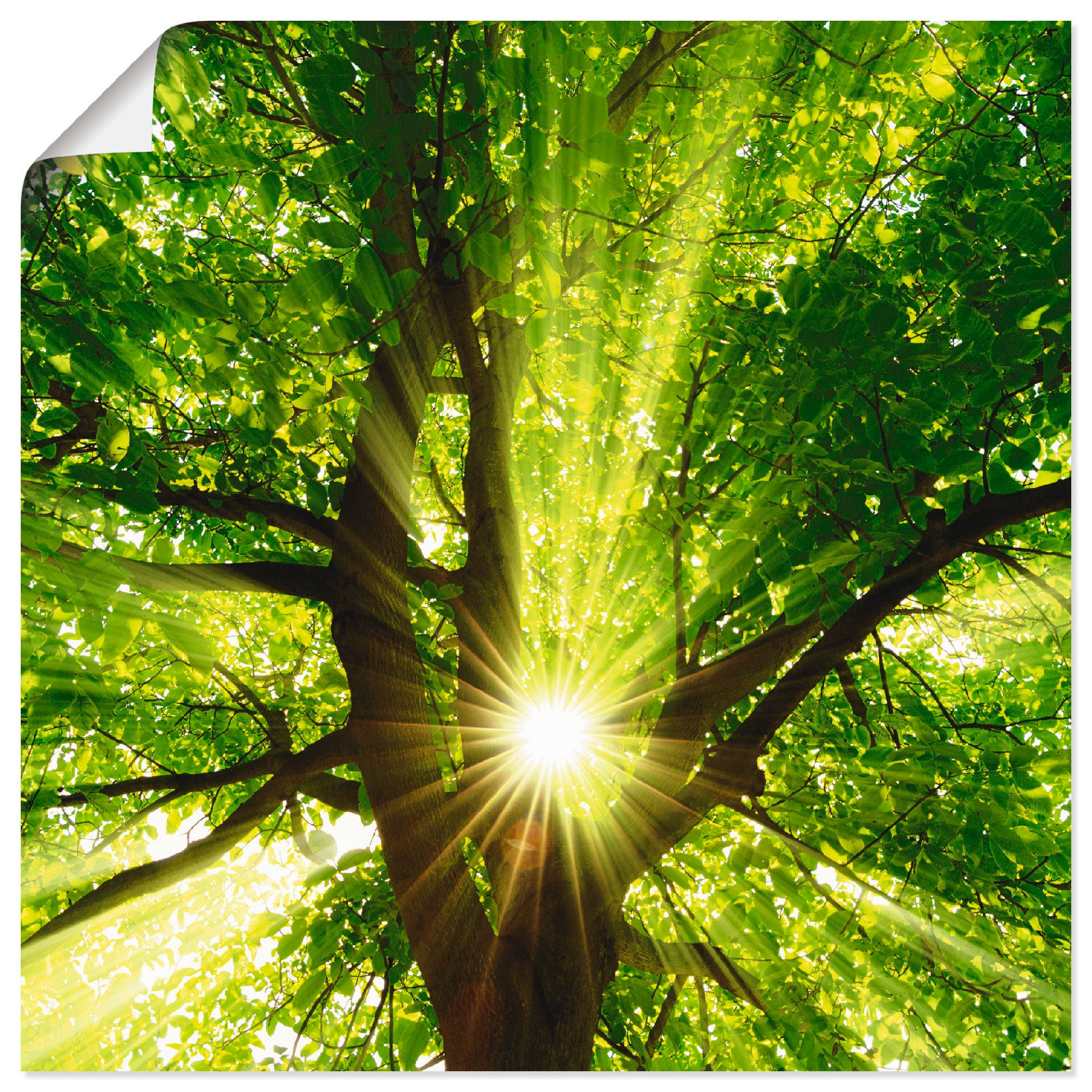 Artland Wandbild »Sonne strahlt explosiv durch den Baum«, Bäume, (1 St.), in vielen Größen & Produktarten - Alubild / Outdoorbild für den Außenbereich, Leinwandbild, Poster, Wandaufkleber / Wandtattoo auch für Badezimmer geeignet