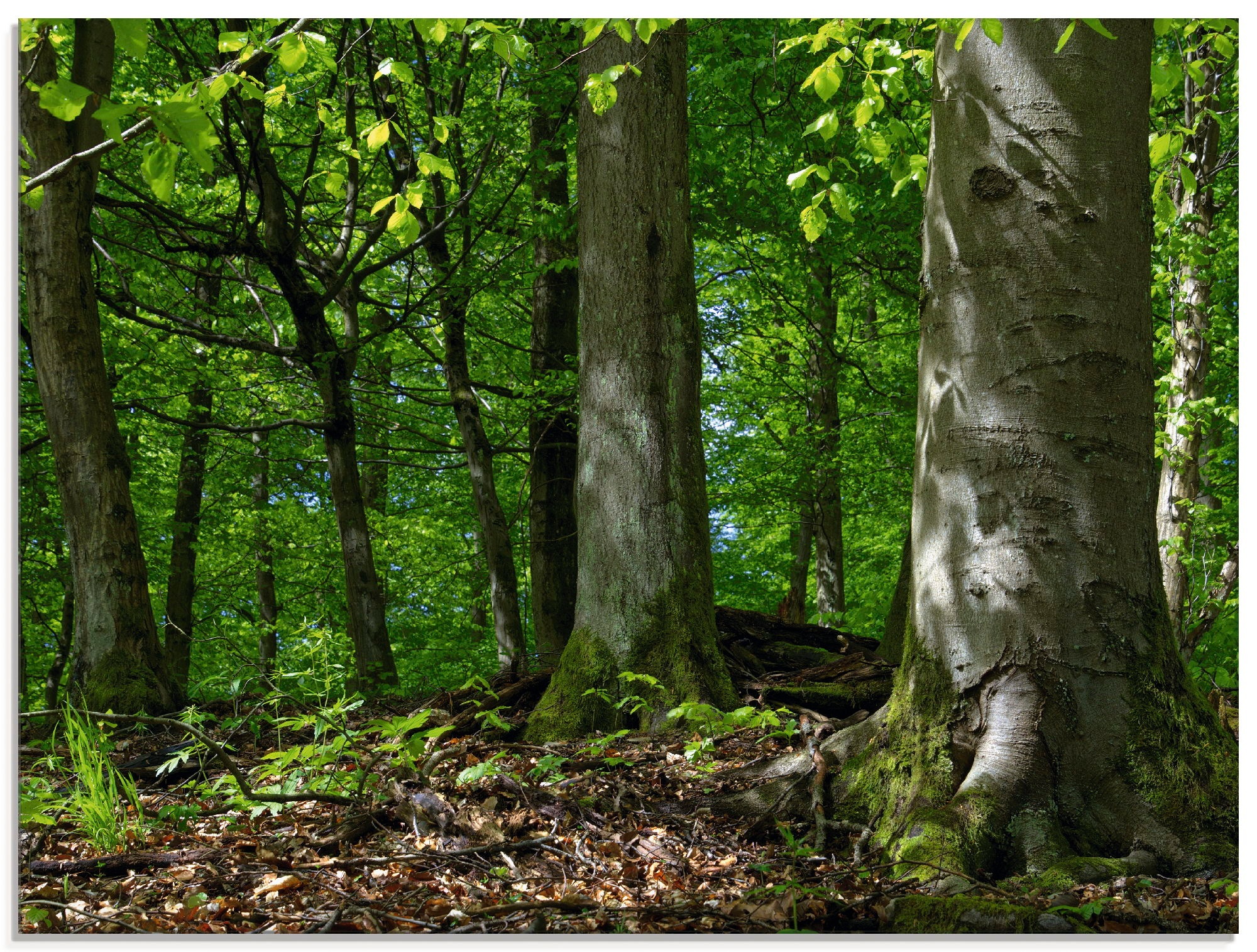 Artland Glasbild »Frühling im Buchenwald«, Wald, (1 St.), in verschiedenen Größen