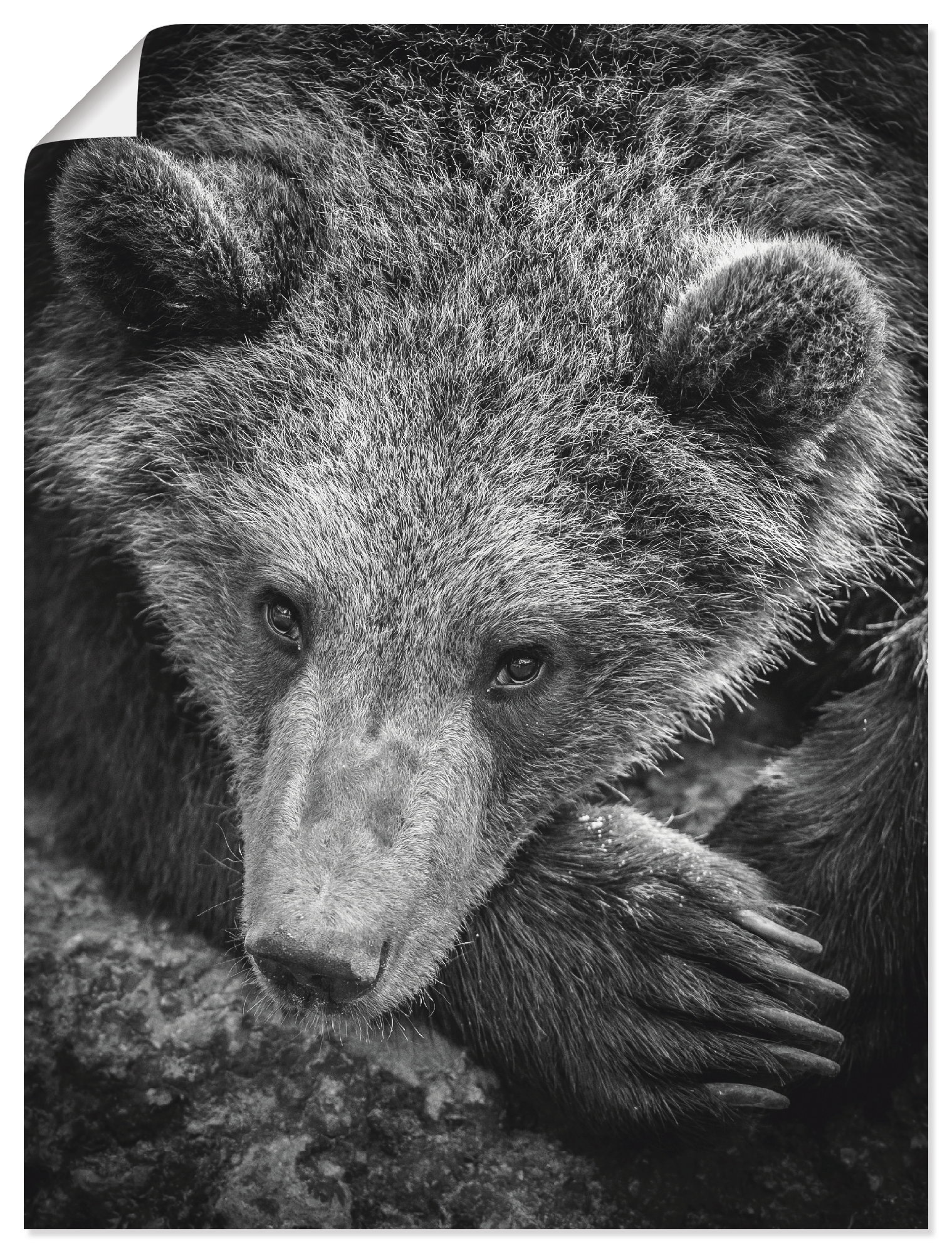 Artland Wandbild »Braunbär«, Wildtiere, (1 St.), in vielen Größen & Produktarten -Leinwandbild, Poster, Wandaufkleber / Wandtattoo auch für Badezimmer geeignet