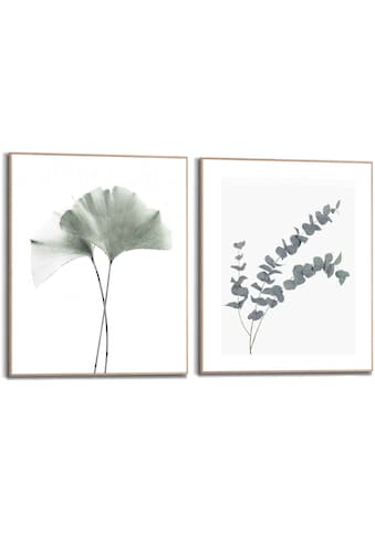 Bild mit Rahmen »Eukalyptus blatt Pflanze«, Blätter, (2 St.)