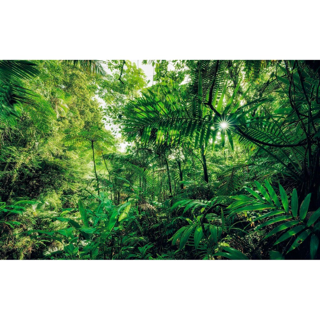 Komar Vliestapete »Into The Jungle«