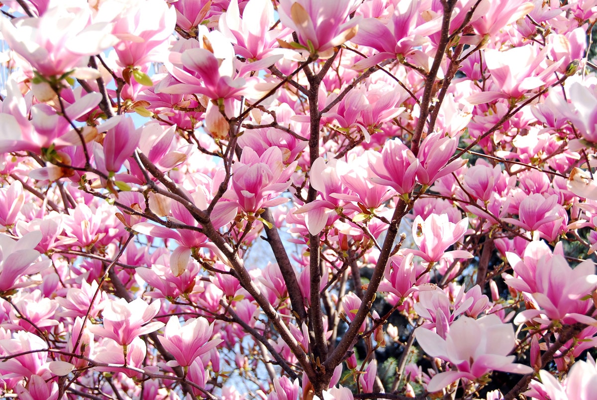 Papermoon Fototapete »Blühende Magnolie«