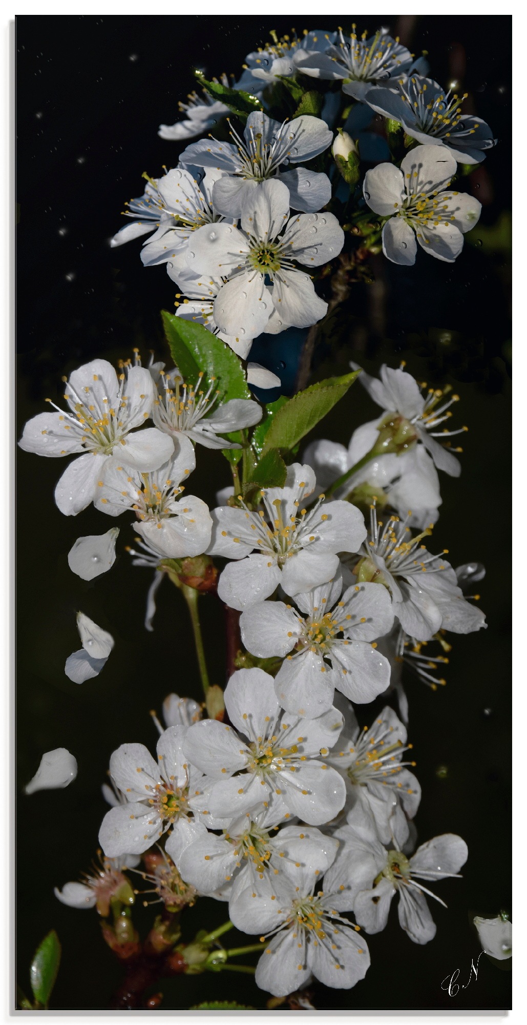 Artland Glasbild »Baumblüte«, Blumen, (1 St.)