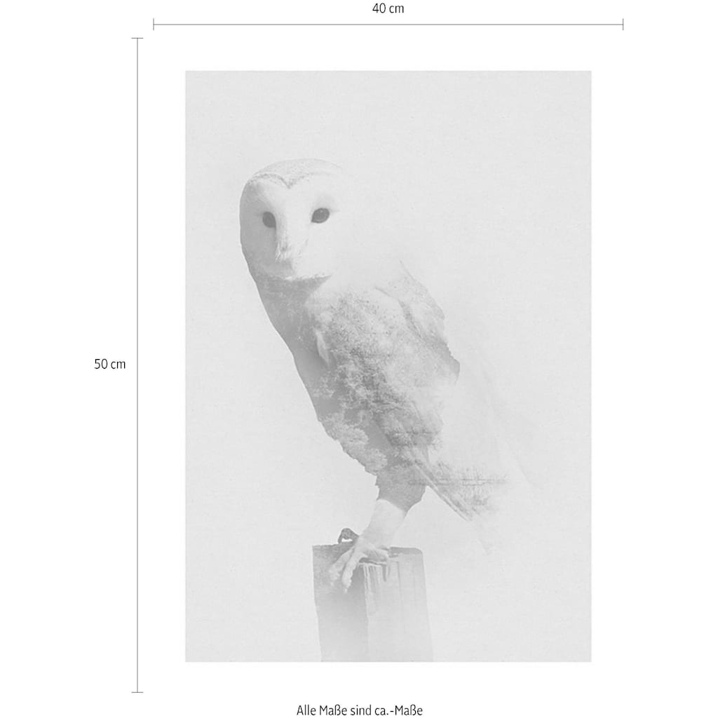 Komar Poster »Animals Forest Owl«, Tiere, (1 St.)