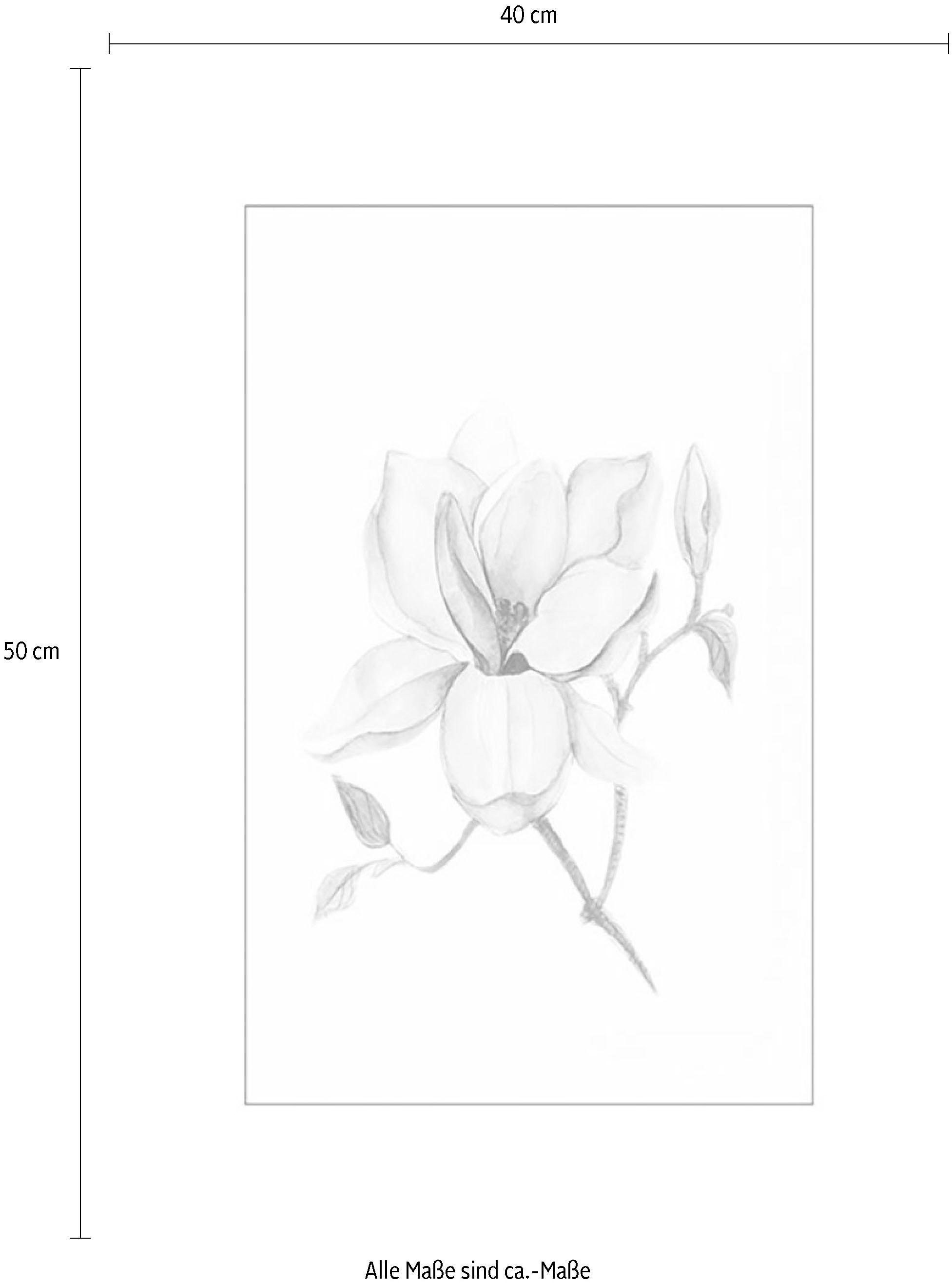 Komar Bild »Magnolia Shine«, Blumen, (1 St.), Wandbild zur Dekoration - ohne Rahmen