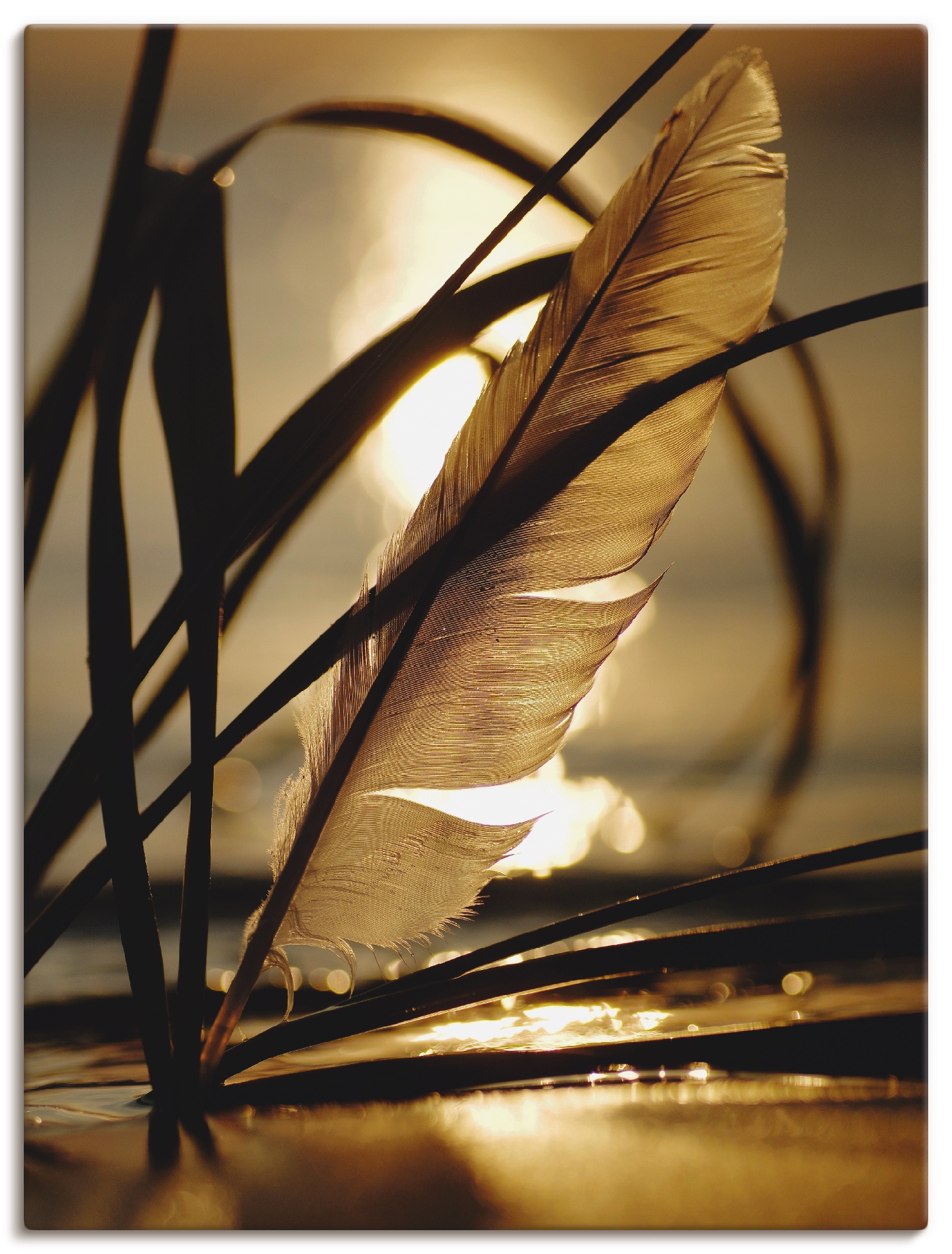 Artland Wandbild »Feder im Abendlicht«, Gräser, (1 St.), in vielen Größen & Produktarten -Leinwandbild, Poster, Wandaufkleber / Wandtattoo auch für Badezimmer geeignet