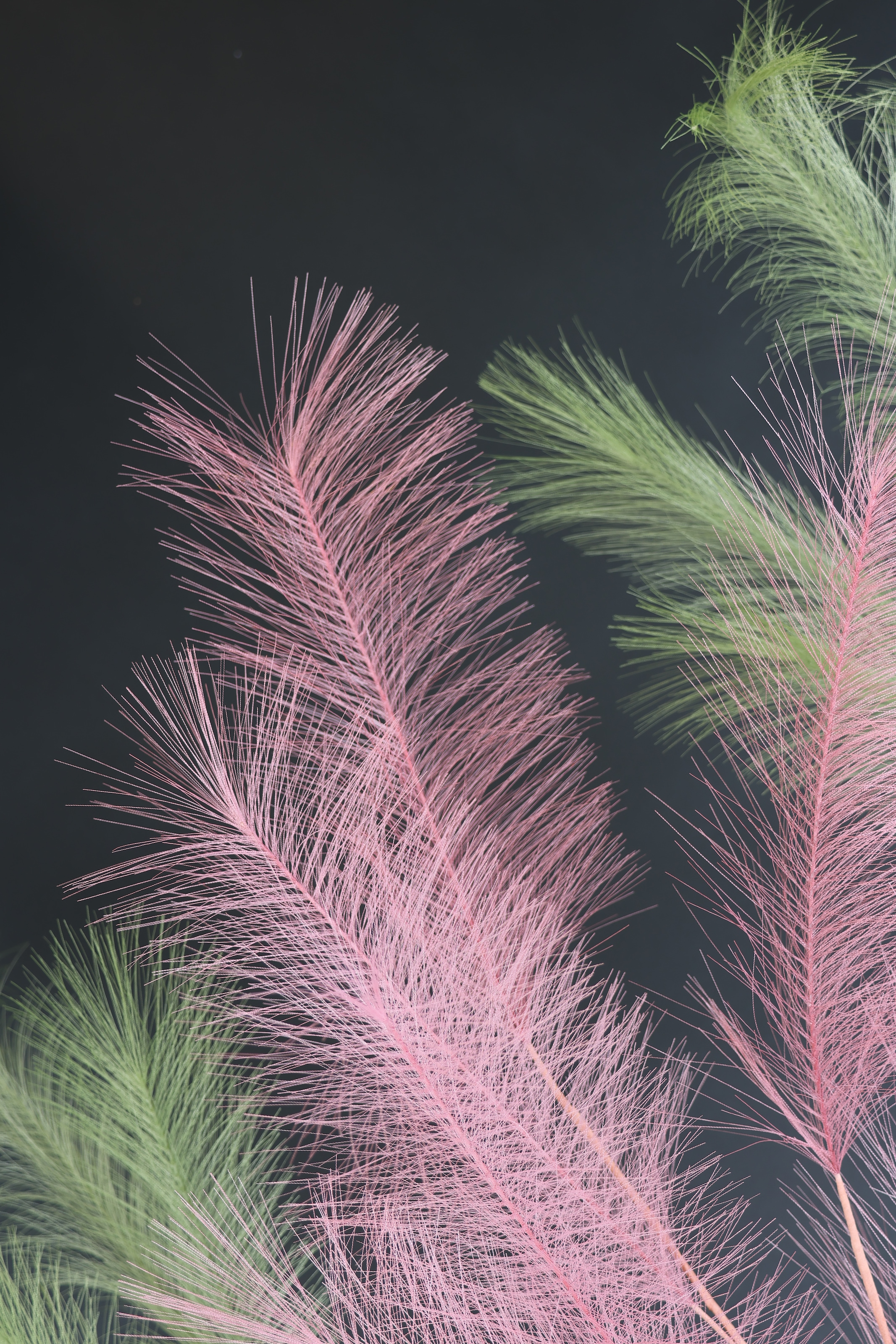 I.GE.A. Kunstpflanze »Federzweig« 3er Set